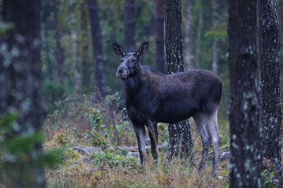 lg-Elk-(Alces Alces)