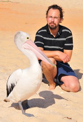 Pelican