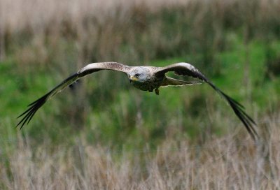 Red Kites, Wales, 2009.