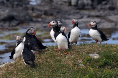 Puffins, Iceland, 2010.