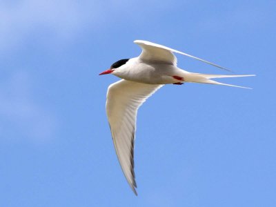 Arctic Terns, Iceland, 2010.