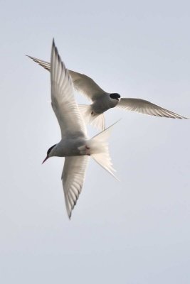 ICE_611+.jpg