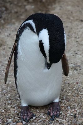 ARG_1746.jpg
