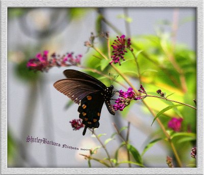 butterflies-2009