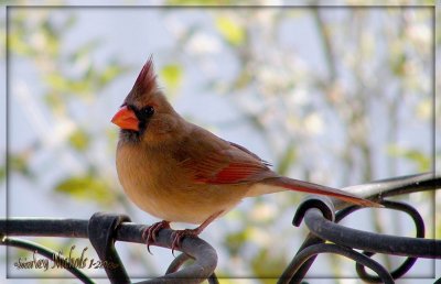 Cardinals Red Birds-1-2009.jpg
