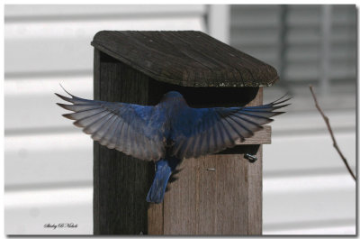Male blue bird-1.jpg