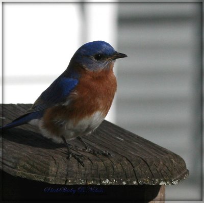 male blue bird-2.jpg
