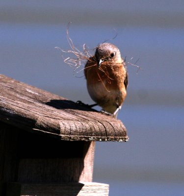 Lady bird nesting.jpg