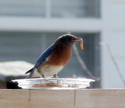 Male blue bird lunch.jpg