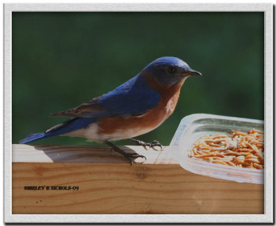 blue bird eats mealie worms-09.jpg