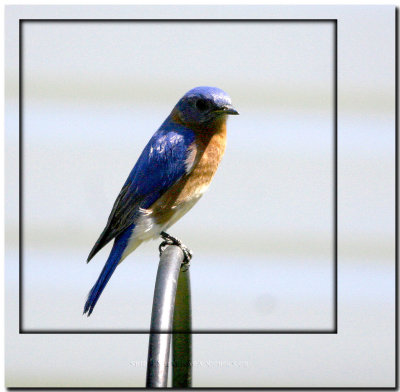 Blue bird on pole.jpg