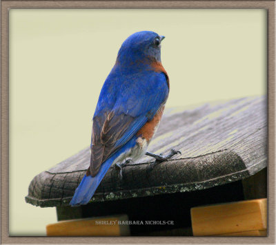 blue bird is a father of 6.jpg