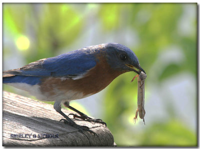 Blue bird and meal.jpg