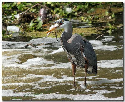 Blue heron and a mullet.jpg