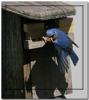 Blue bird -11.jpg