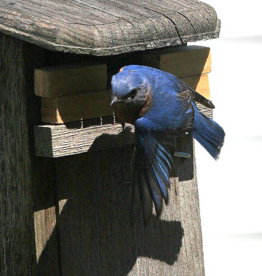 Blue bird-13.jpg