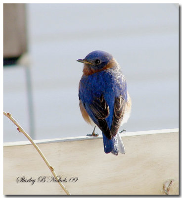 Blue bird -15.jpg