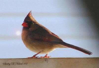 Female Cardinal-5--09.jpg