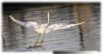 egrets_2009_