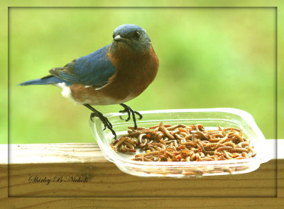 male blue bird and food.jpg
