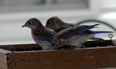 three young blue birds from first batch-1.jpg