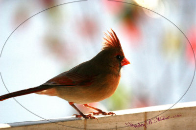 cardinals_red_birds_2009