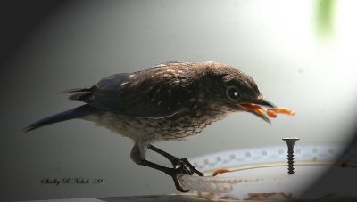 Fledgling struggles with meal worm-1.jpg
