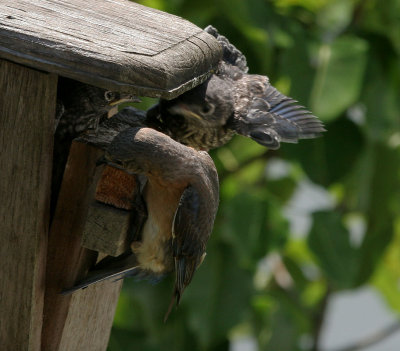 Mom moves over as first babe begins to fly.jpg