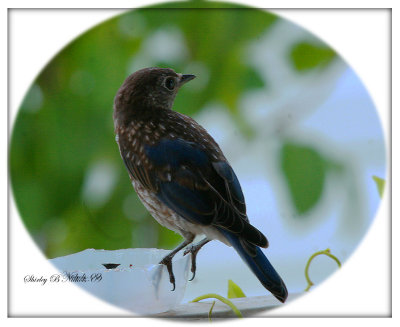 Fledgling blue bird 1st batch-09.jpg