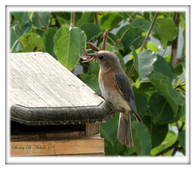 Lady blue bird feathers her third nest this year-09.jpg