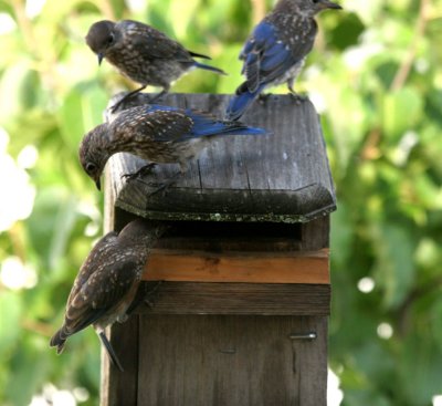 First batch blue birds baby sit-1.jpg