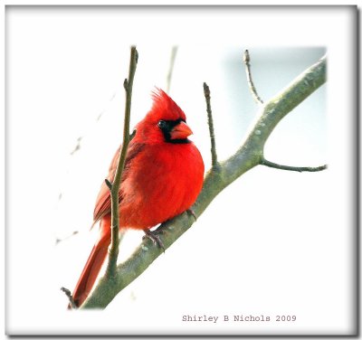 Chilly day red bird-2