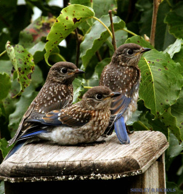 Southern Blue birds 2010