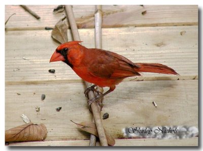 Cardinal male-22.jpg