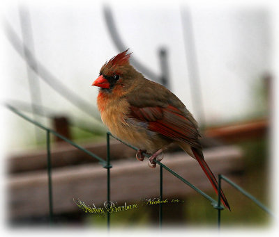 redbirds_2008