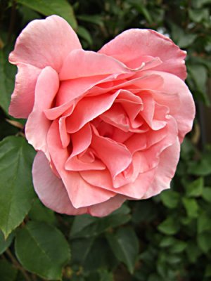 DSCF0811 Pink rose