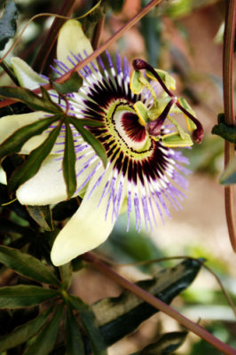 The Mysterious Passion Flower