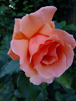  evening rose