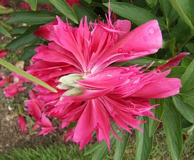 rain damage