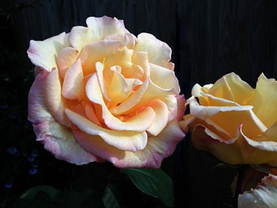  June roses