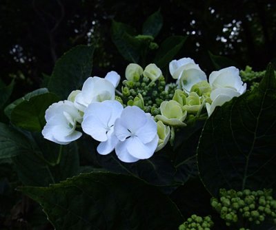 Hydrangea in the shade