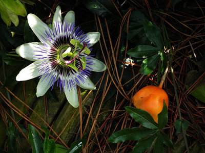  Passion flower and fruit