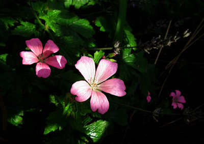  Pink and green