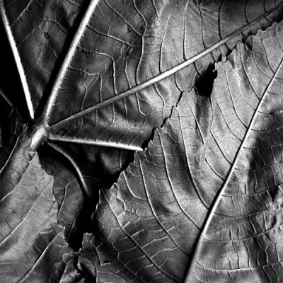  caster oil leaves