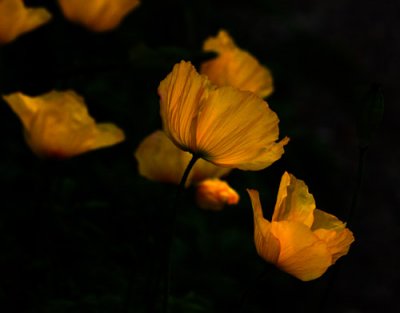Remembering golden poppies in May