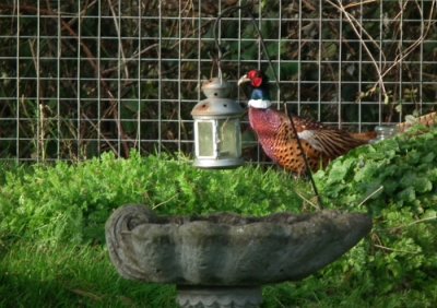  Pheasant inspects the garden