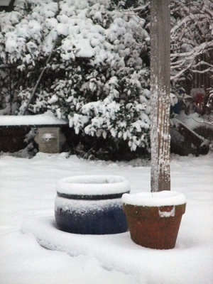  Still Life in the snow