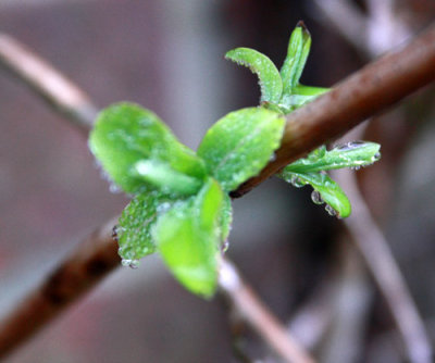 In the deep midwinter ...