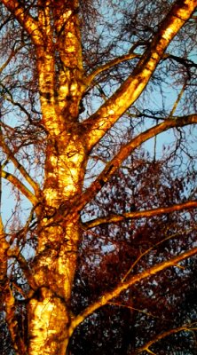 ' golden'  birch