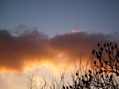  dawn cloud